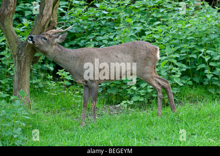 Roe Deer: Capreolus capreolus. Buck, rubbing antlers against tree Stock Photo