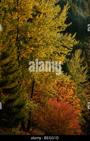 Forest in the Fall Season Stock Photo - Alamy