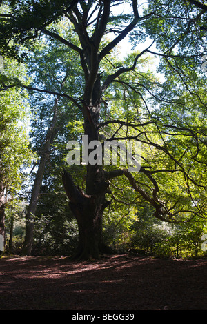 Tree Study no.1, Mortimer, Berkshire Stock Photo