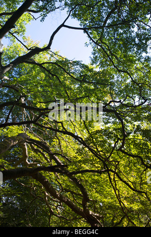 Tree Study no.2, Mortimer, Berkshire Stock Photo