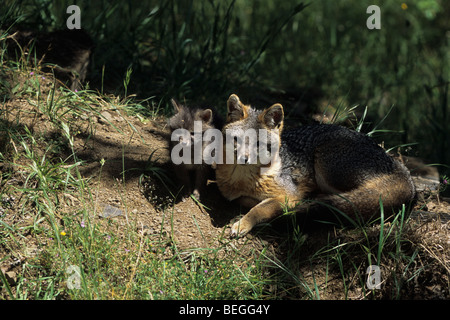 Gray fox (Urocyon cinereoargenteus) parent and kit Stock Photo