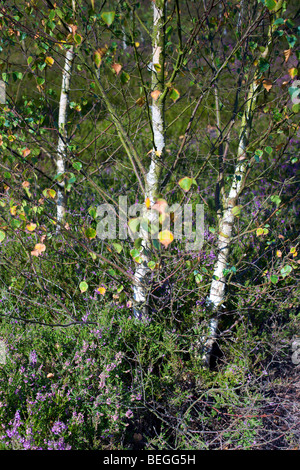 Tree Study no.3, Mortimer, Berkshire Stock Photo