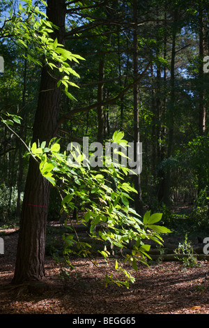 Tree Study no.4, Mortimer, Berkshire Stock Photo