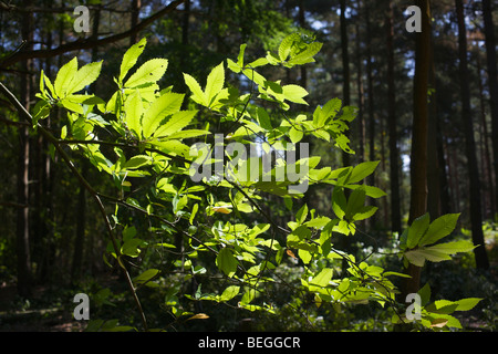 Tree Study no.5, Mortimer, Berkshire Stock Photo