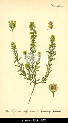 Circa 1880s engraving of yellow alyssum (Alyssum calycinum aka Alyssum alyssoides) from Prof Dr Thome's Flora of Germany. Stock Photo