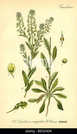 Circa 1880s engraving of field pepperweed (Lepidium campestre) from Prof Dr Thome's Flora of Germany. Stock Photo