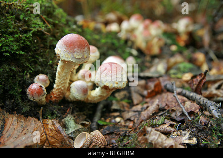 Brick Cap Mushroom also known as Brick Tuft, Hypholoma sublateritium or Hypholoma lateritium a wild edible mushroom here growing on dead wood in Japan Stock Photo