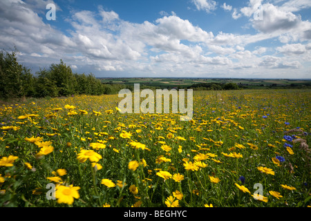 Field of wild yellow flowers at foot of Mont Kemmel in Heuvelland, scene of fierce WW1 battles. Stock Photo