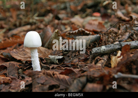 One of the many species of Mushrooms growing in the forests of Togakushi, Japan Stock Photo