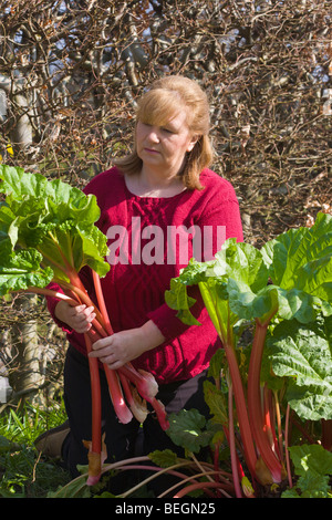 Woman pulling rhubarb Rheum rhaponticum Stock Photo