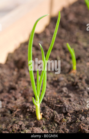 Onions growing in a raised bed Stock Photo