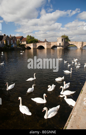 England, Cambridgeshire, St Ives, Quay, swans and ducks on River Great Ouse by stone bridge and chapel Stock Photo