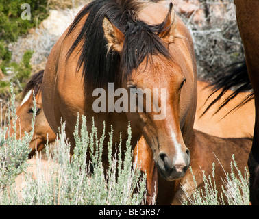 free roaming mustangs in the Pryor Mountain wild horse range in Wyoming Stock Photo