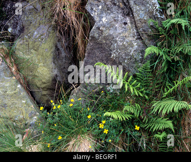 Fern and rocks on the slopes of Tryfan, Snowdonia National Park, Gwynedd, North Wales. Stock Photo