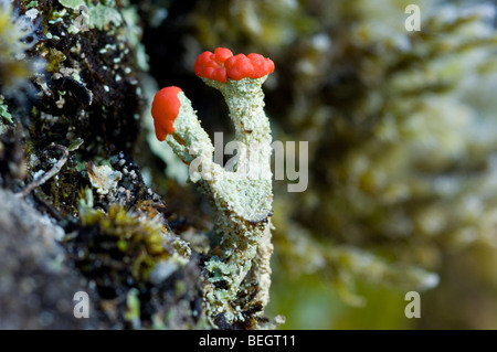 Cladonia floerkeana lichen, also known as English Soldiers, growing on granite rock in the Cairngorms Stock Photo