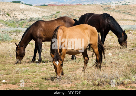 free roaming mustangs in the Pryor Mountain wild horse range in Wyoming Stock Photo