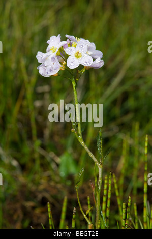 Cuckoo flower, or Lady's Smock, Cardamine pratensis, growing in a bog Stock Photo
