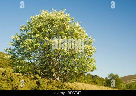 Bird Cherry, Prunus padus, tree in blossom, growing in Glen Gairn, Cairngorms. In the foreground is Juniper (Juniperus communis) Stock Photo