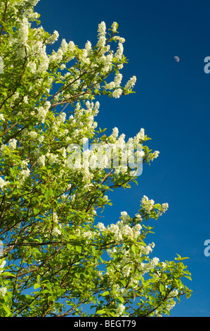 Bird Cherry, Prunus padus, tree in blossom, growing in Glen Gairn, against a blue sky with a moon Stock Photo