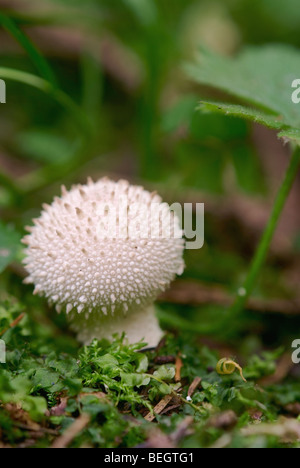 Puff-ball mushroom (Lycoperdon perlatum) Stock Photo
