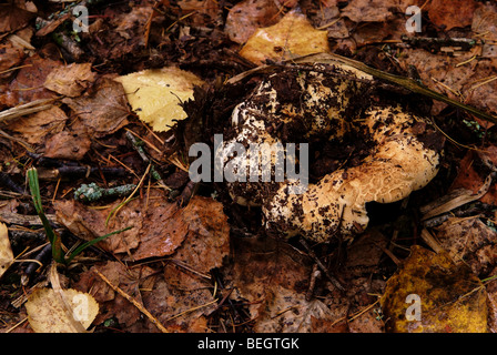 Fleecy milkcap, milk mushroom, milk-agaric (Lactarius resimus) Stock Photo