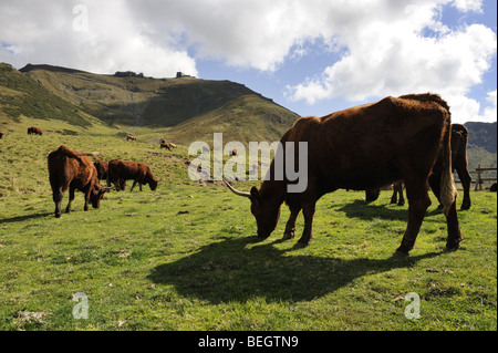 Cattle grazing on the side of the Plomb du Cantal, Super-Lioran, France Stock Photo