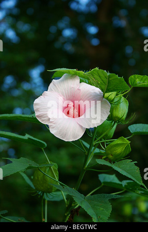 Crimson-eyed Rosemallow flower Stock Photo