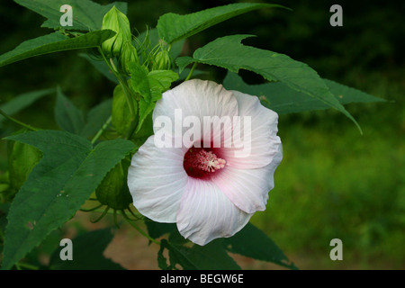 Crimson-eyed Rosemallow flower Stock Photo