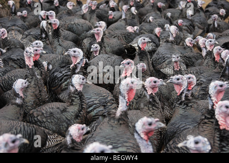 Free range Norfolk bronze turkeys, England UK Stock Photo - Alamy