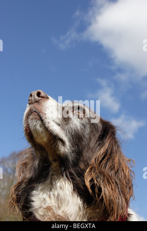 Old English Springer Spaniel, England, UK Stock Photo