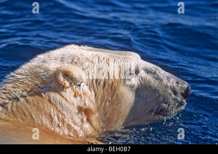 Polar bear swimming in Wager Bay, an inlet on the northernmost west coast of Hudson Bay, Nunavut, Canada. Stock Photo