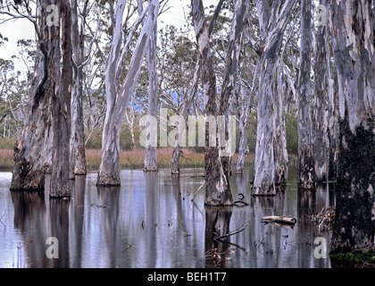 River red gums growing in swamp, Australia Stock Photo