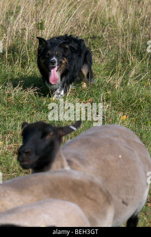 border-collie put out to pasture Stock Photo
