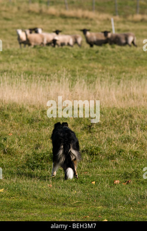 Sheepdog in motion Stock Photo