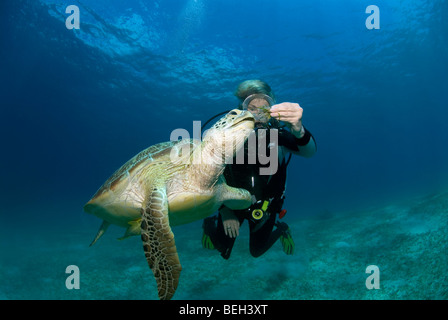 Diver feeding Green Turtle, Chelonia mydas, Abu Dabab, Red Sea, Egypt