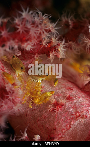 Pair of Squat Lobster in Soft coral, Galathea sp., Sharm el Sheikh, Sinai, Red Sea, Egypt Stock Photo