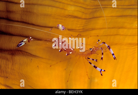 Anemone Partner Shrimp carry Eggs, Periclimenes longicarpus, Manado, Sulawesi, Indonesia Stock Photo