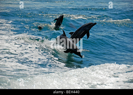 Dolphins jumping, Stenella longirostris, Playas del Coco, Costa Rica