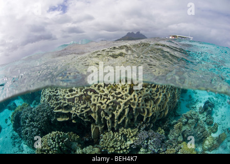 Coral Blocks in Lagoon, Bora Bora, French Polynesia Stock Photo