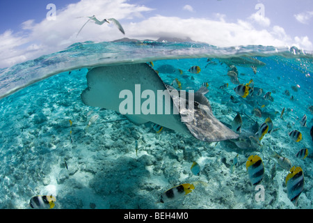 Southern Stingray, Dasyatis americana, Bora Bora, French Polynesia Stock Photo