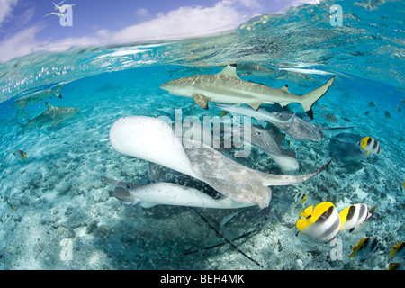 Blacktip Reef Shark and Southern Stingray, Dasyatis americana, Carcharhinus melanopterus, Bora Bora, French Polynesia Stock Photo