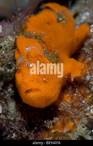 Orange Painted Frogfish, Antennarius pictus, Sulawesi, Lembeh Strait, Indonesia Stock Photo