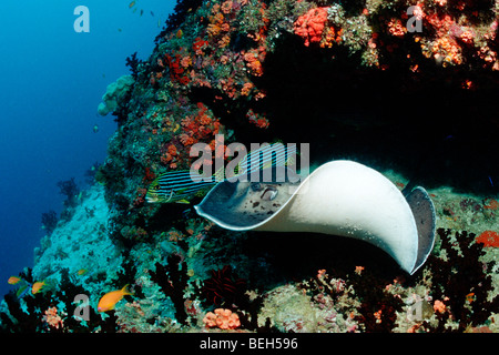 Blackspotted Stingray, Taeniura meyeni, North Ari Atoll, Maldives Stock Photo