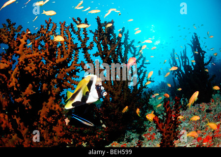 Masked Bannerfish and Lyretail Anthias, Heniochus monoceros, Pseudanthias squamipinnis, North Ari Atoll, Maldives Stock Photo