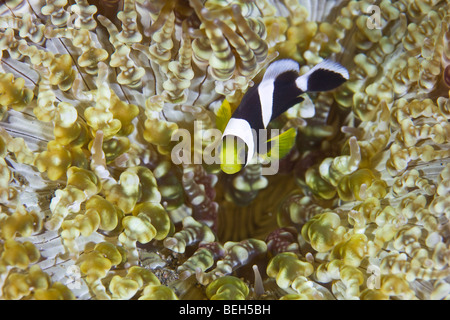 Saddleback Anemonefish in Beaded Sea Anemone, Amphiprion polymnus, Heteractis aurora, Sulawesi, Lembeh Strait, Indonesia Stock Photo