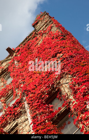 Vines in autumn on Beyer Building in Old Quadrangle, The University of Manchester, UK Stock Photo