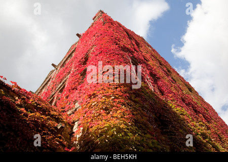 Vines in autumn on Beyer Building in Old Quadrangle, The University of Manchester, UK Stock Photo