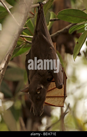 Gambian epauletted fruit bat, Epomophorus gambianus, Bintang Bolong , The Gambia Stock Photo