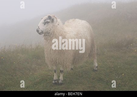 Scottish Blackfaced Sheep in fog at cliff of Cape St. Mary's Ecological Reserve Newfoundland Stock Photo