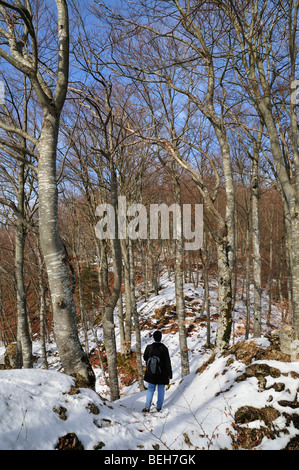 Woman walking in the forest, Naturpark Obere Donau (Nature Park Upper Danube), Baden-Wuerttemberg, Germany Stock Photo